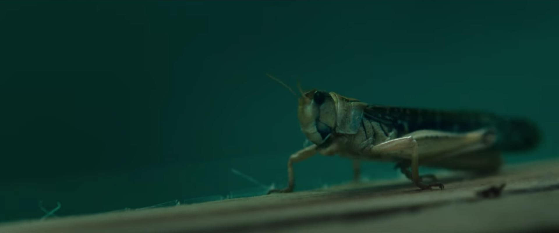 A locust from The Swarm (2021)