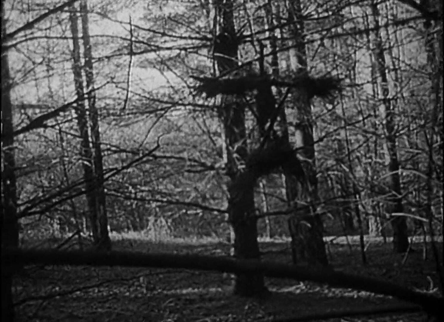 The Blair Witch Project (1999) Review
