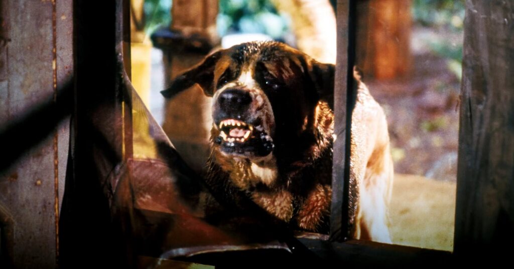 A screenshot from Stephen King adaptation horror movie Cujo (1983)