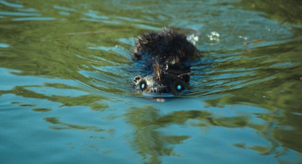 Zombeavers