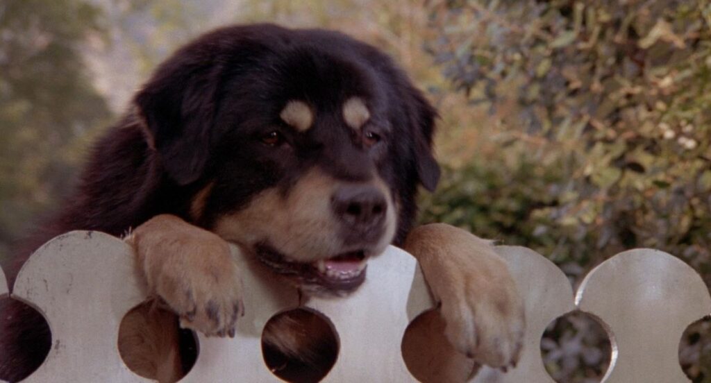 A screenshot from dog themed horror movie Man's Best Friend (1993)
