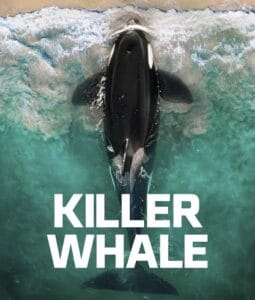 The movie poster for Killer Whale (2026) featuring an overhead view of an orca swimming in turquoise water.