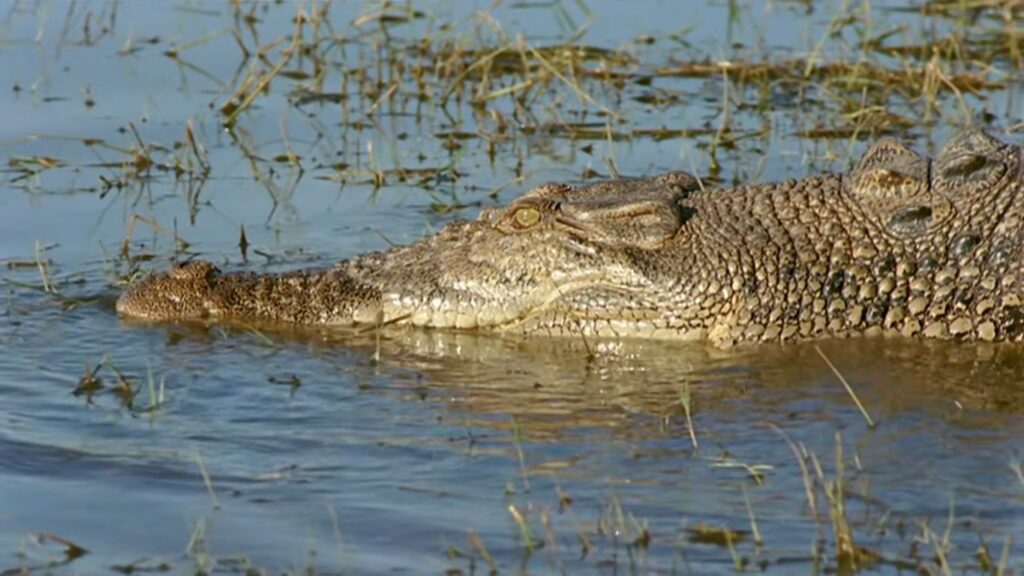 A large saltwater crocodile swimming silently at the surface of murky water in Rogue.
